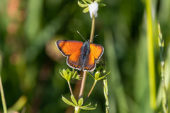 Lycaena hippothoe