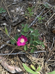 Rosa bridgesii