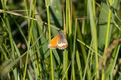 Coenonympha arcania