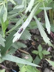 Stenomacra marginella