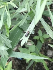 Stenomacra marginella