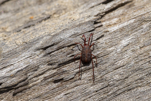 iNaturalist observation photo of Rainbowia