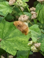 Xylocopa sonorina