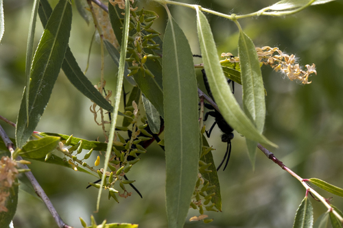 iNaturalist observation photo of New World Tarantula-hawk Wasps