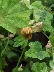 Xylocopa sonorina