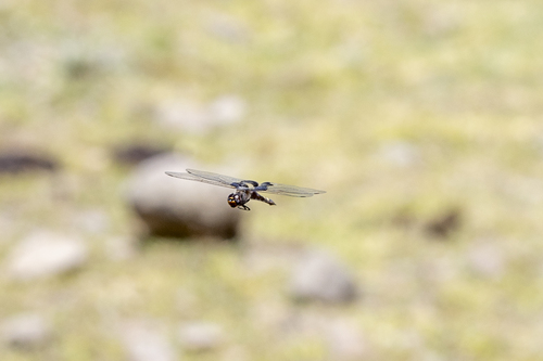 iNaturalist observation photo of Black Saddlebags