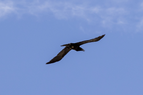 iNaturalist observation photo of Common Raven