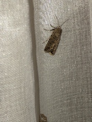 Noctuoidea