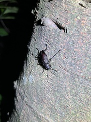 Strongylium carbonarium