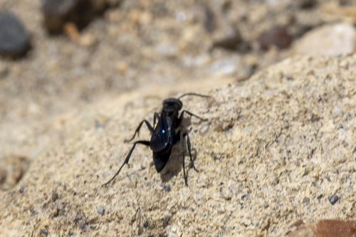 iNaturalist observation photo of Prionyx