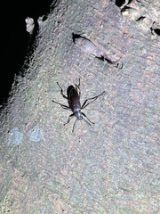 Strongylium carbonarium