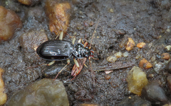 Nebria lacustris