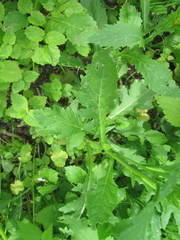 Rorippa × armoracioides