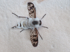 Furia ithacensis