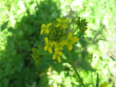 Rorippa × armoracioides
