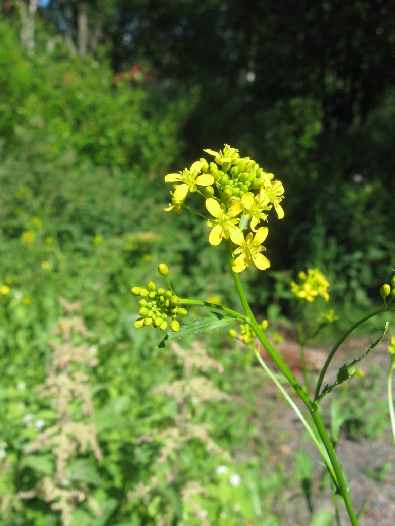 Walthamstow yellow-cress