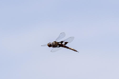 iNaturalist observation photo of Black Saddlebags
