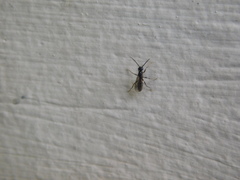 Hymenoptera