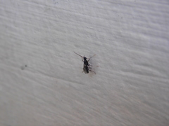 Hymenoptera