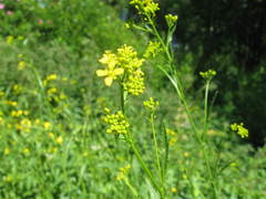 Rorippa × armoracioides