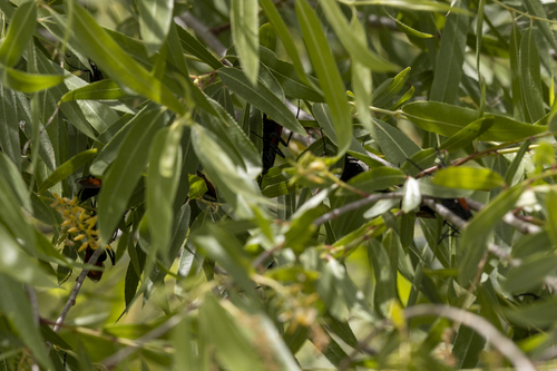 iNaturalist observation photo of New World Tarantula-hawk Wasps