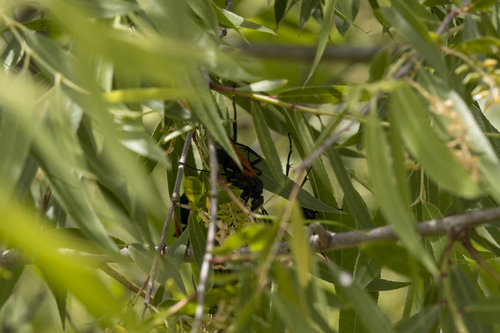iNaturalist observation photo of New World Tarantula-hawk Wasps