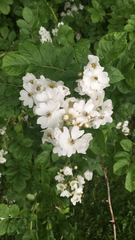 Rosa multiflora