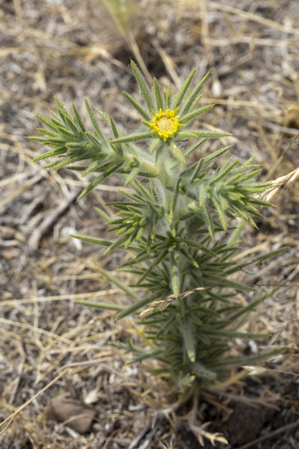iNaturalist observation photo of Fitch's tarweed