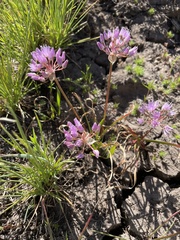 Allium lemmonii