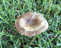 Russula amoenolens