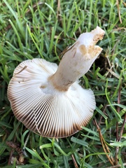 Russula amoenolens