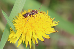 Nomada maculata
