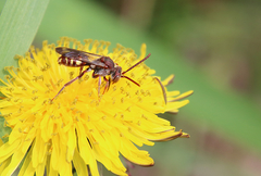 Nomada maculata