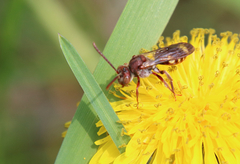Nomada maculata