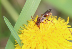 Nomada maculata