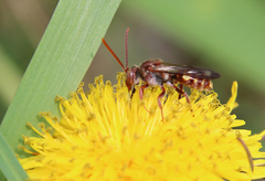 Nomada maculata