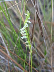 Spiranthes eatonii