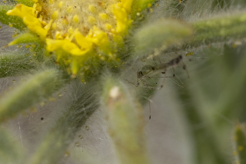 iNaturalist observation photo of Hoplinus echinatus