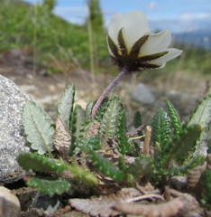 Dryas ajanensis
