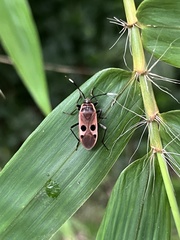 Physopelta fusciscutellata