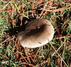 Russula amoenolens