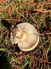 Russula amoenolens