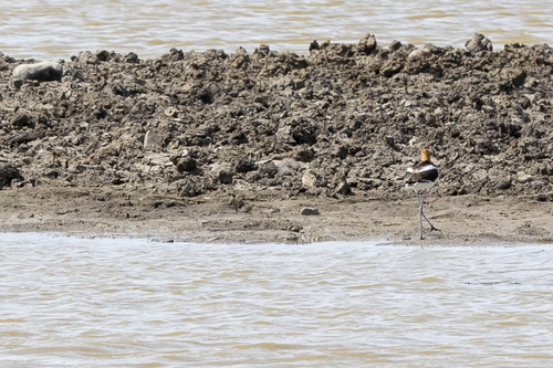 iNaturalist observation photo of American Avocet