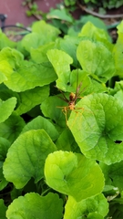 Megarhyssa macrurus icterosticta