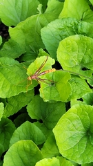 Megarhyssa macrurus icterosticta
