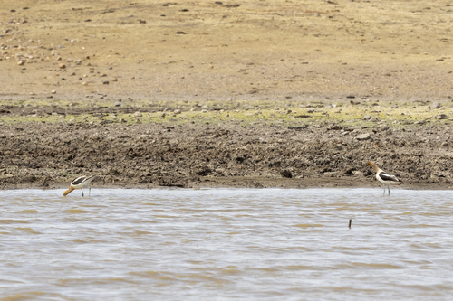 iNaturalist observation photo of American Avocet