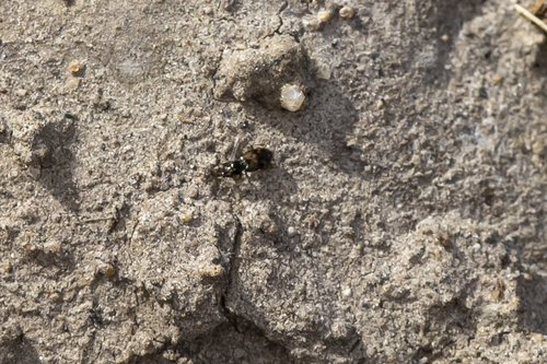 iNaturalist observation photo of Bembidion