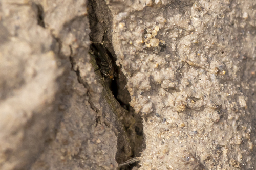 iNaturalist observation photo of Brachyceran Flies