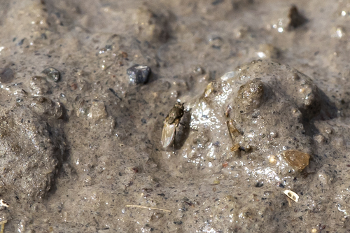 iNaturalist observation photo of Acalyptrate Flies