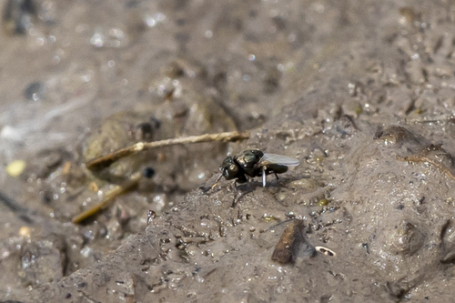 iNaturalist observation photo of Mosillus